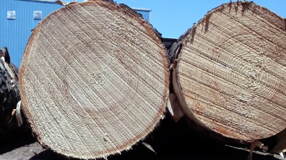 Ashton Lewis Quality Southern Yellow Pine